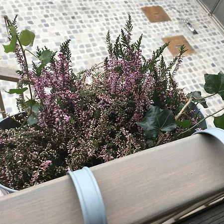 Sakka House * Brassó